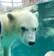 シロクマの画像
