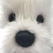 シオンの画像