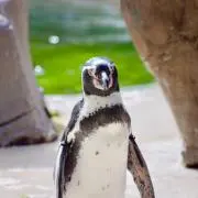 かろっぷ