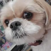 愛美の画像