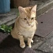 saraの画像