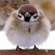 つばめ