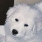 ヒィニートの画像