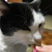 メルコティの画像