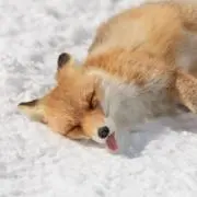 きつねのきっこの画像