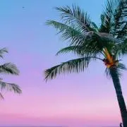 yの画像