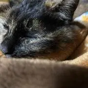 かぴお