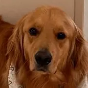 だーほその画像