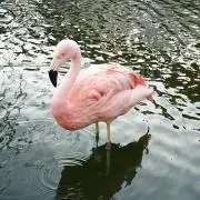 フラミンの画像