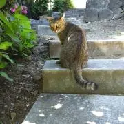 またたびの画像