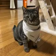 ぴっぽの画像