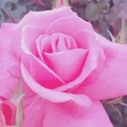 Amy@
