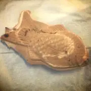 ふくの画像