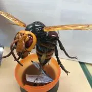 すずめ8の画像