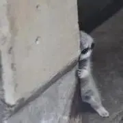 たーの画像