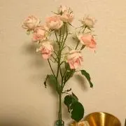 ましろの画像