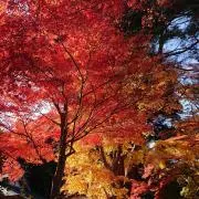 nanaの画像