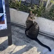 タク
