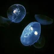 たけひろ