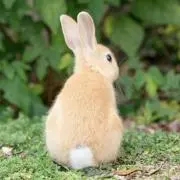 Minnyの画像