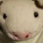 はるの画像