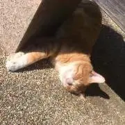まつまつの画像