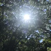 れい