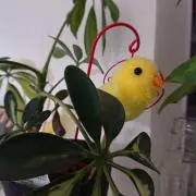 メイ
