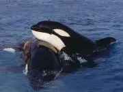 しゃちの画像