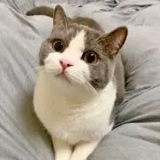 ハッチ