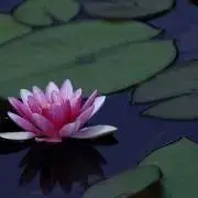 Lily❤︎お値下げ歓迎！引越しで整理中の画像