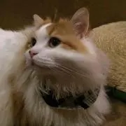 みゃあの画像