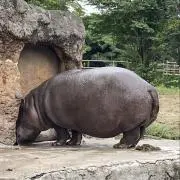 ニコちゃん♡の画像