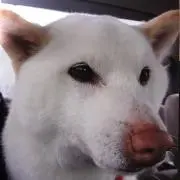 イチローくん