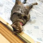 keiの画像