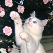 ❤︎の画像