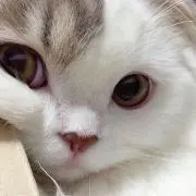 しろねこ