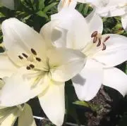 ♪Lily♪の画像