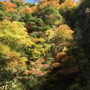 ことぶき