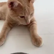 ひつじの画像