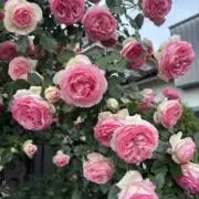 rose❤︎同梱割・おまとめ買い大歓迎の画像