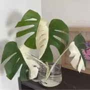 リリィの画像