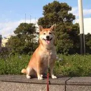 タポキチの画像