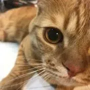 どら★