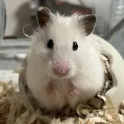 はむの画像