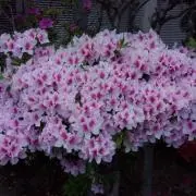 玉芳