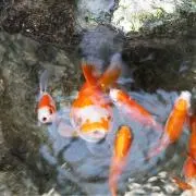 くまみの画像