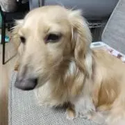 茶
