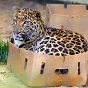 大きな子猫の画像