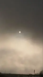 たぬきの画像